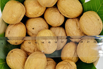 Gongcheng Dried Persimmon