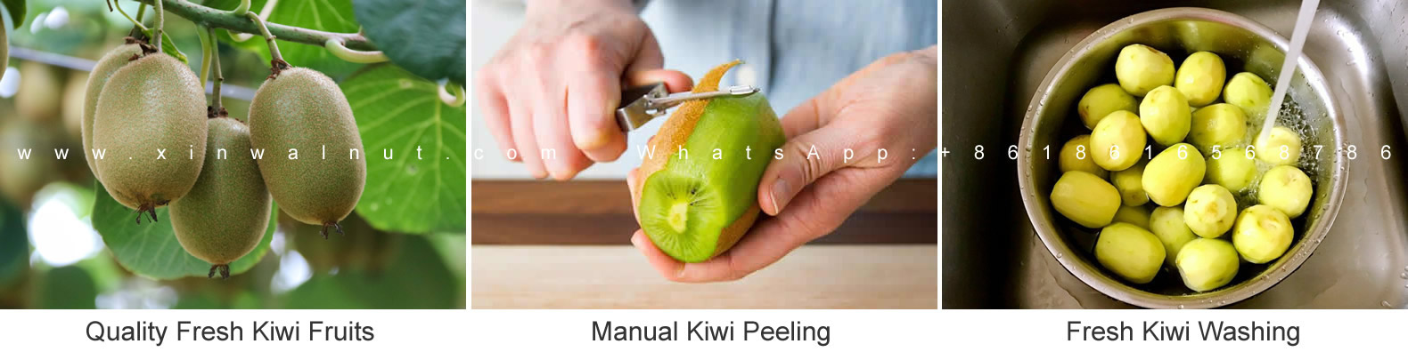 dried kiwi.jpg